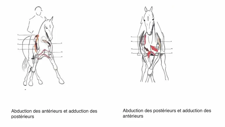 Visuels de l'abduction avec un cheval écartant ses antérieurs, puis adduction avec croisement des antérieurs