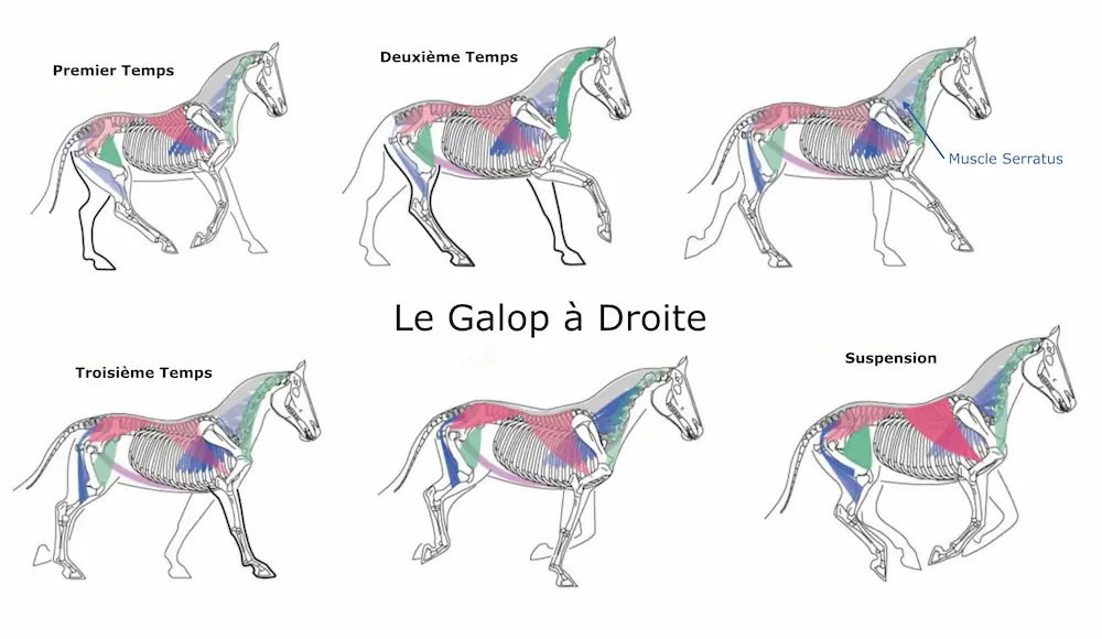 Schéma du mécanisme du galop en 6 étapes